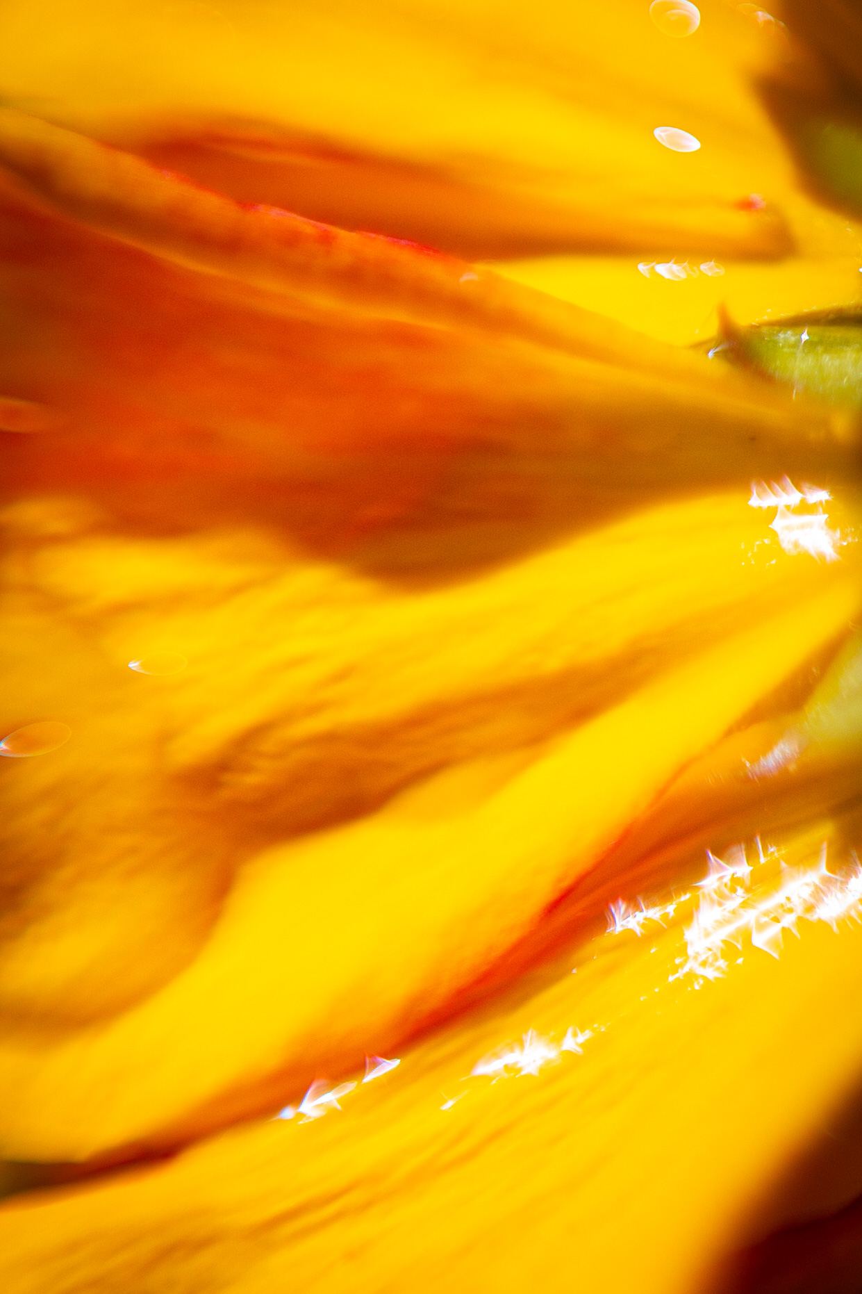 Sonnenblütenstrahlen in Gelb und Orange mit Wassertropfen