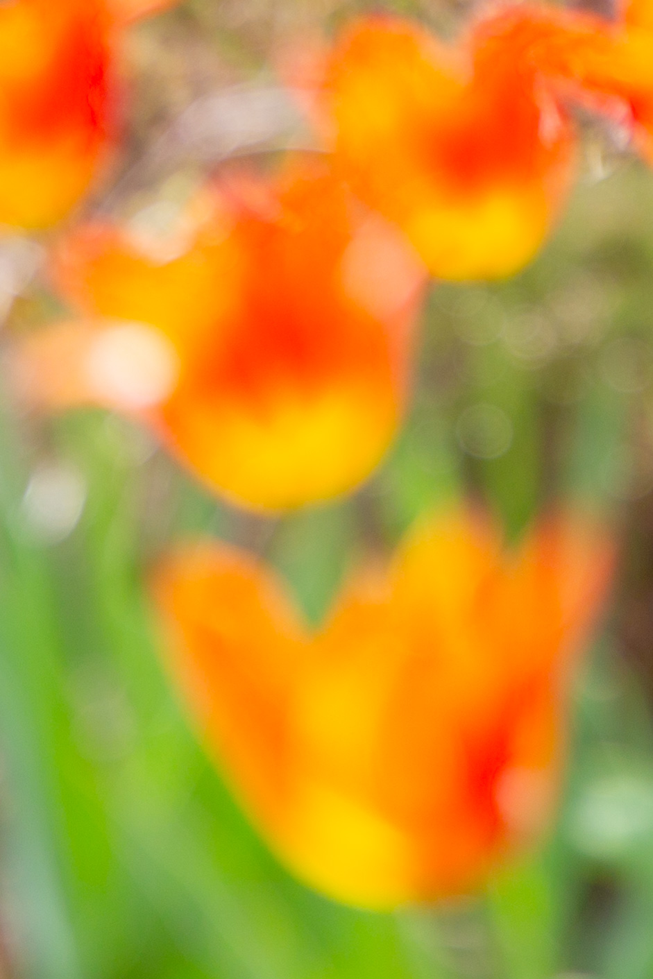 Orangerote Tulpen in weichem Frühlingslicht
