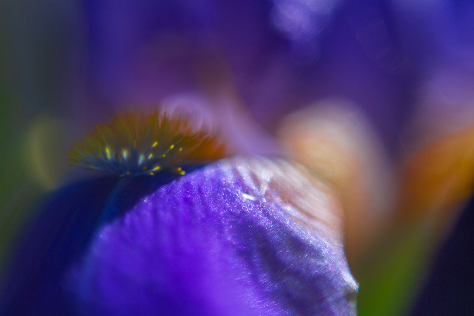Irisblüte in Violett mit gelbem Bart im Licht