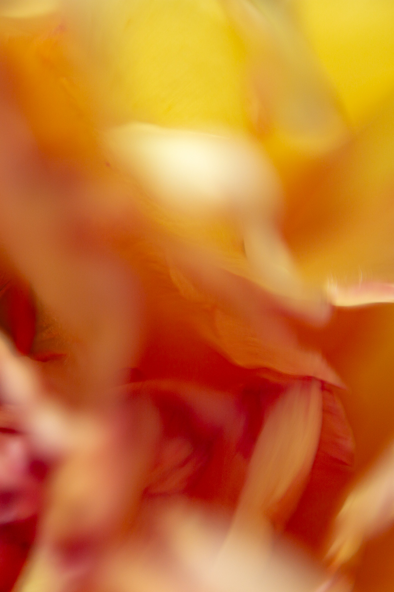 Tulpenblüten in Gelb, Orange und Rot – fließende Bewegung