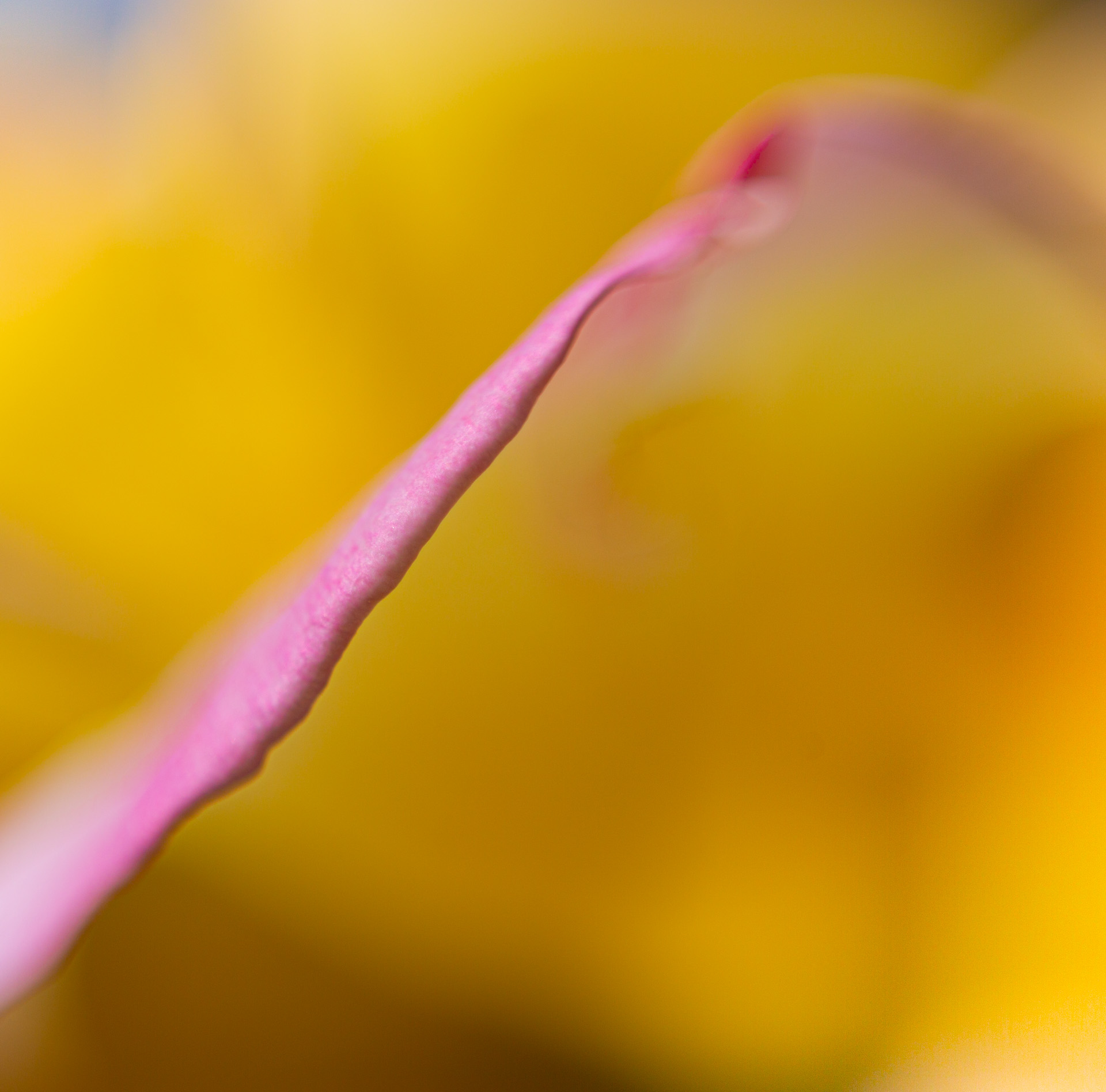 Pinker Blütenrand vor sonnengelbem Hintergrund