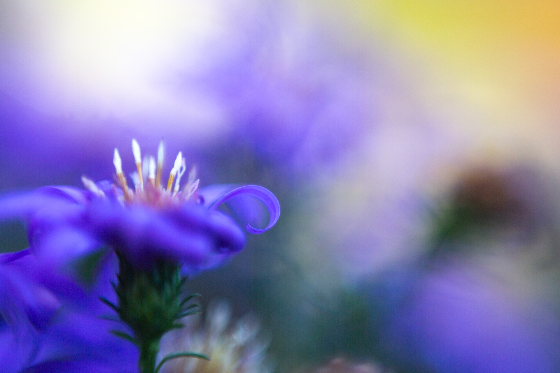Violette Aster mit eingerolltem Blütenblatt im Bokeh