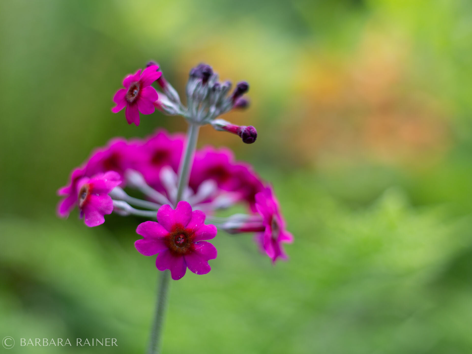 Magentafarbene Etagenprimel im weichen Gartenlicht