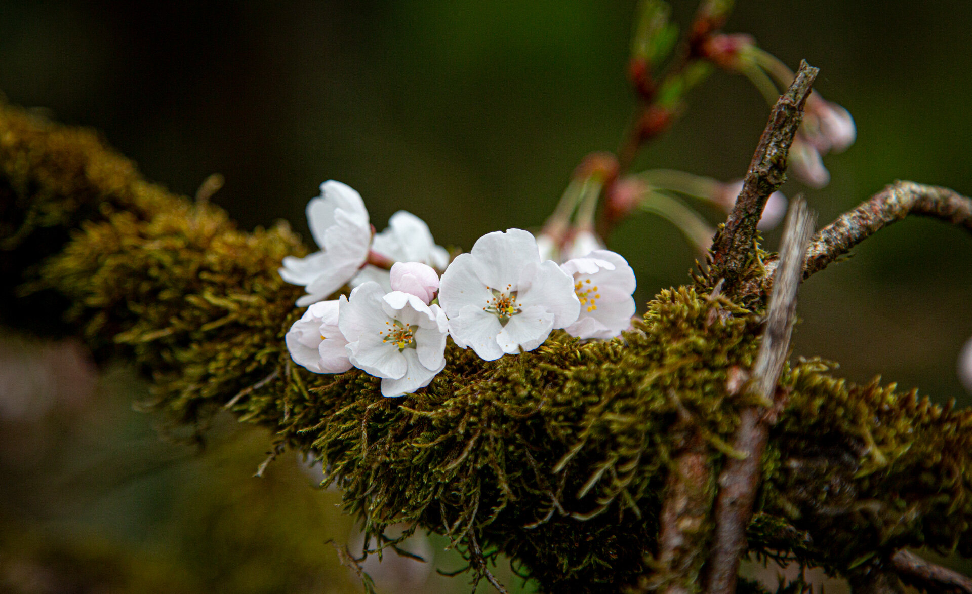 Kirschblüten auf moosbedecktem Ast