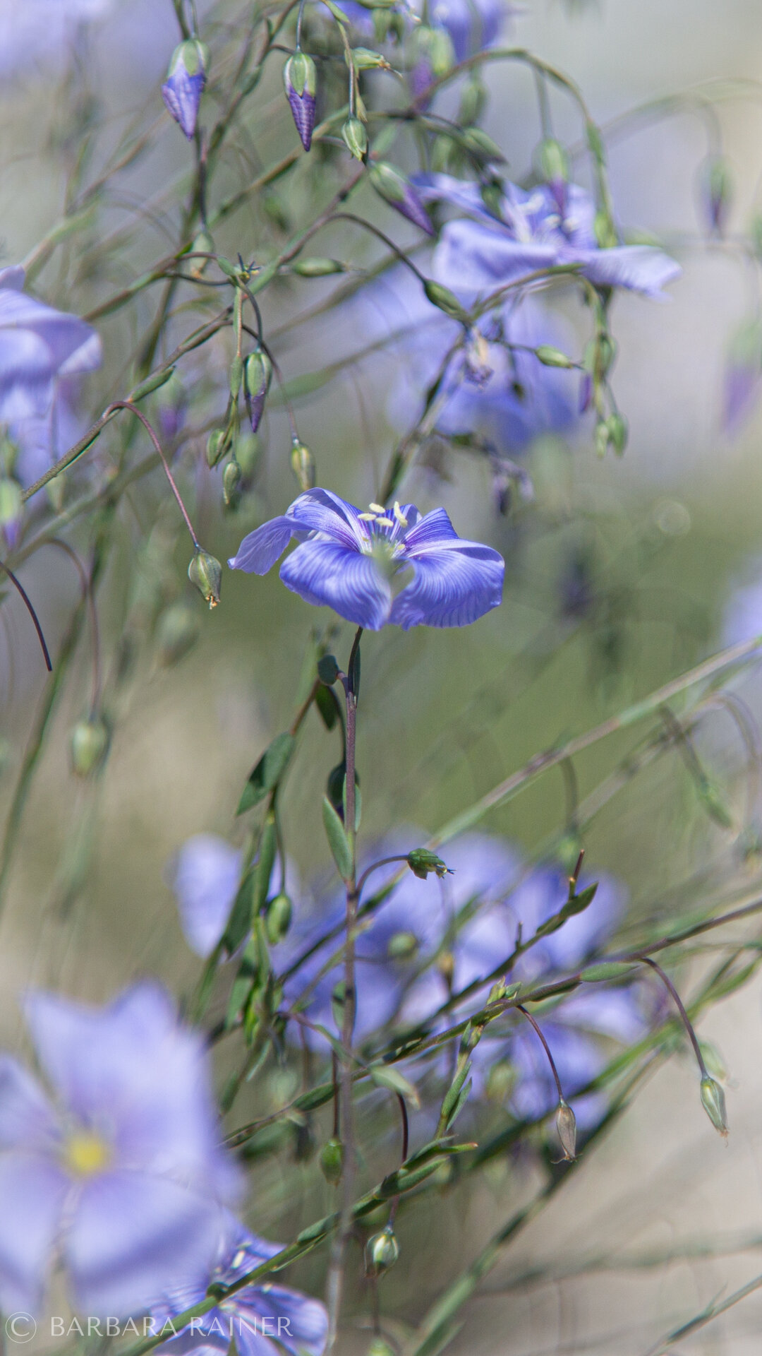 Zarte blaue Leinblüten im schwebenden Sommerlicht