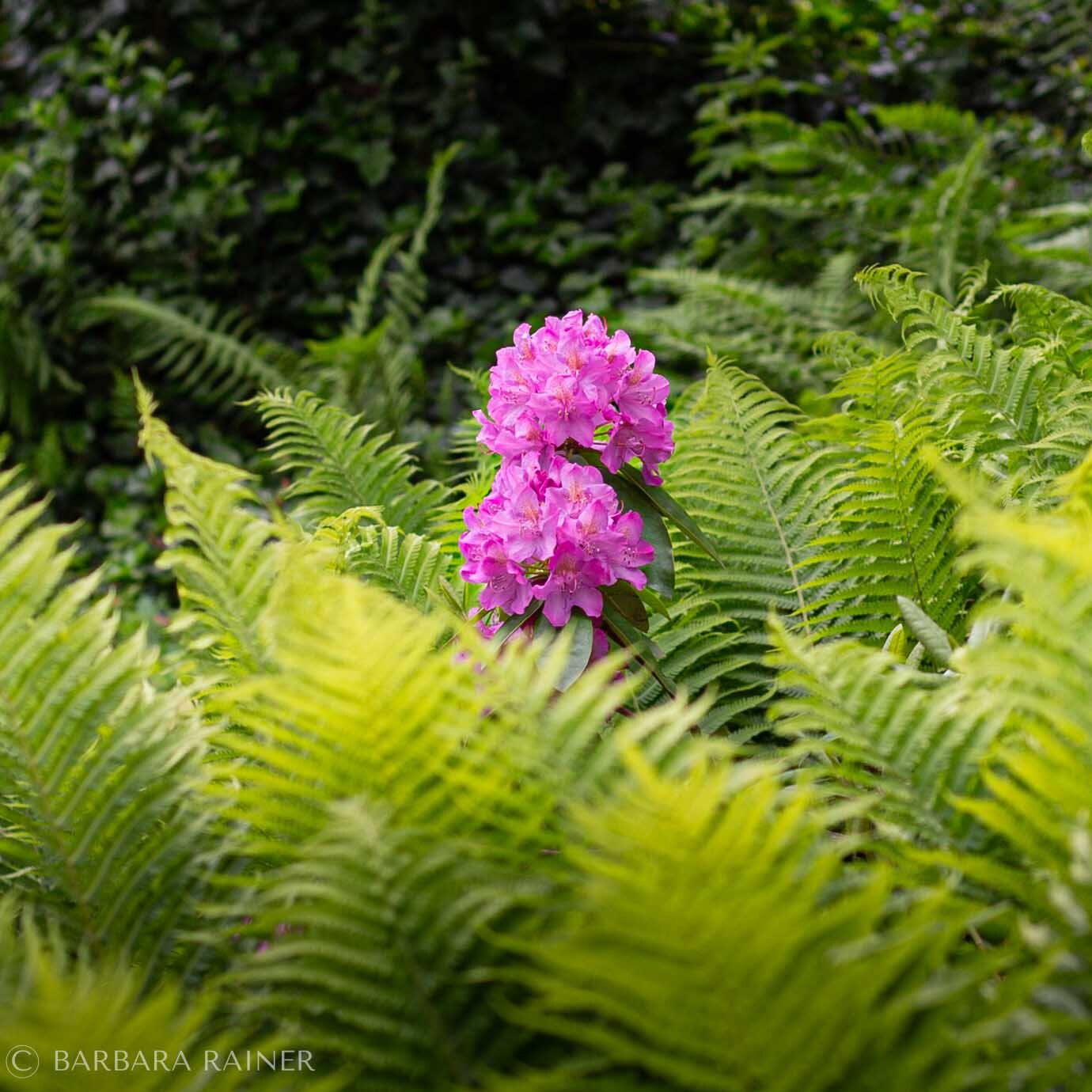 Pinkfarbene Rhododendronblüte zwischen leuchtenden Farnwedeln