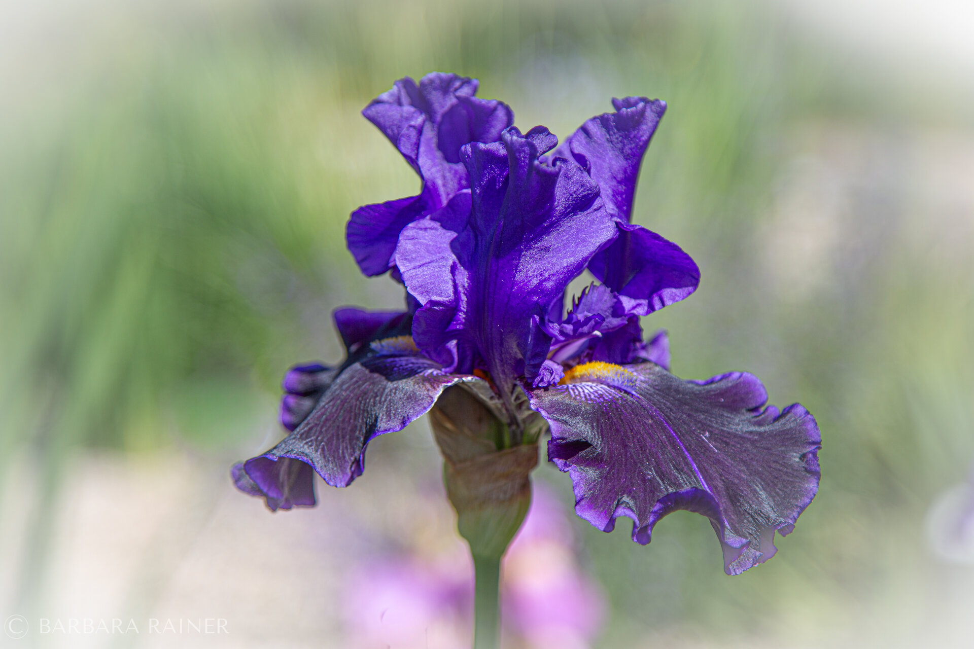 Einzelne violette Schwertlilie im weichen Licht