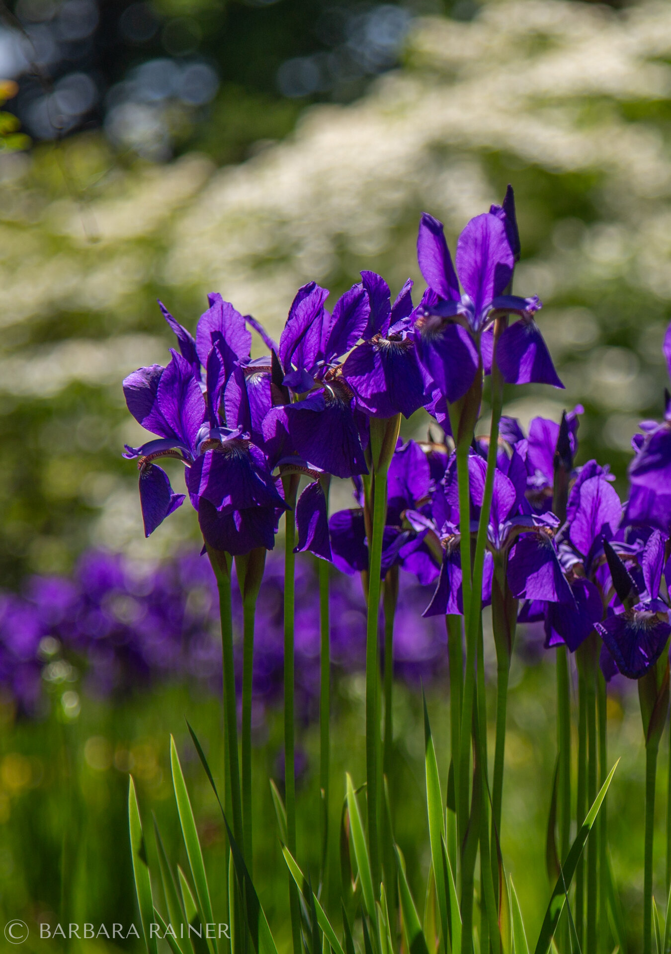Violette Schwertlilien vor hellem Blütenschleier