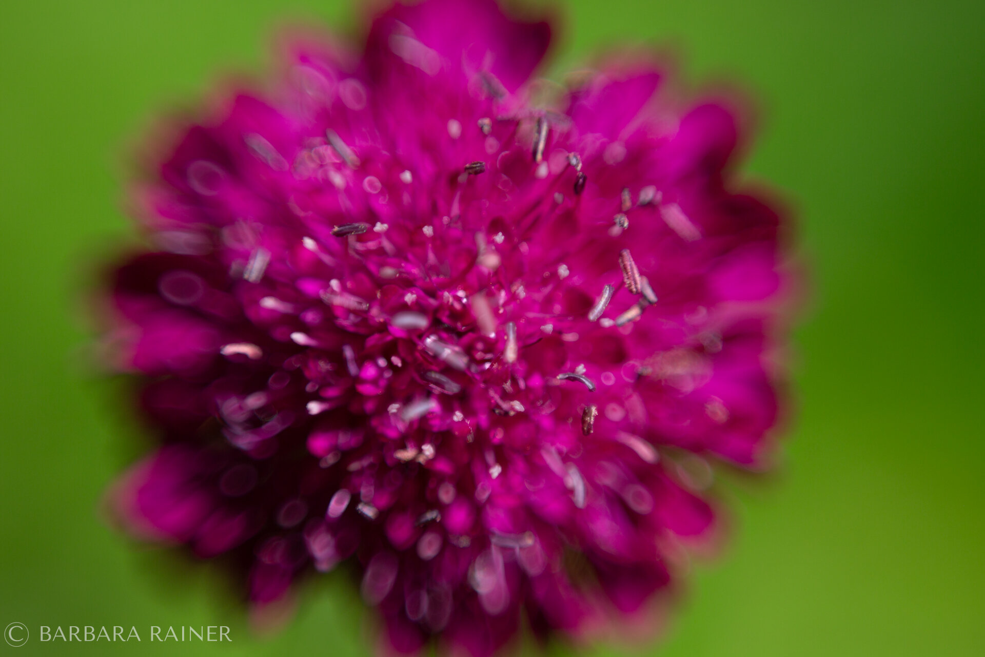 Magentafarbene Skabiosenblüte vor leuchtendem Grün
