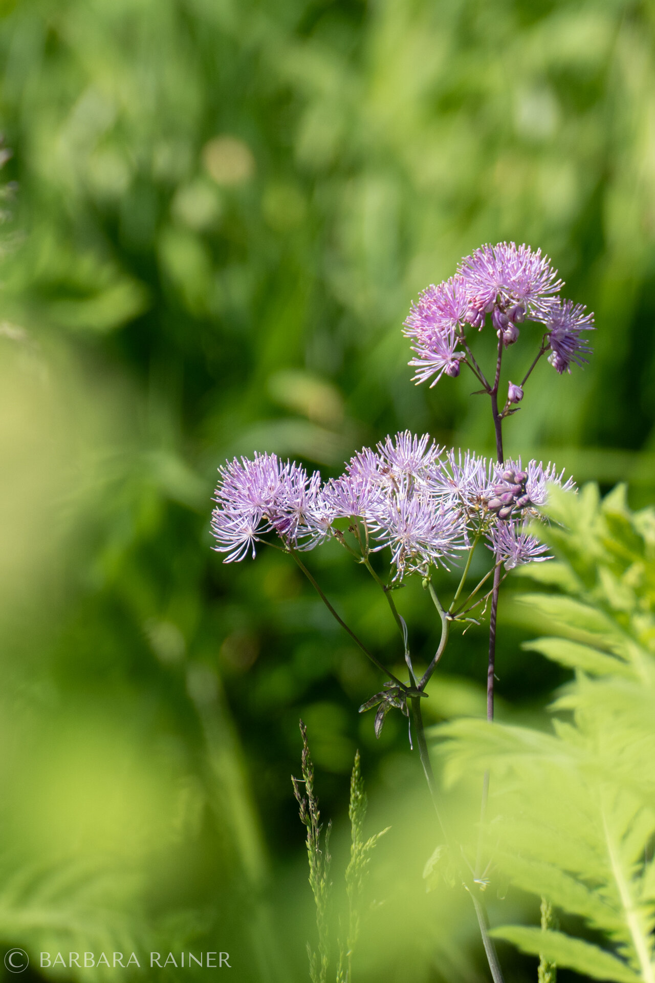 Fliederfarbene Wiesenraute (Thalictrum) im Grün
