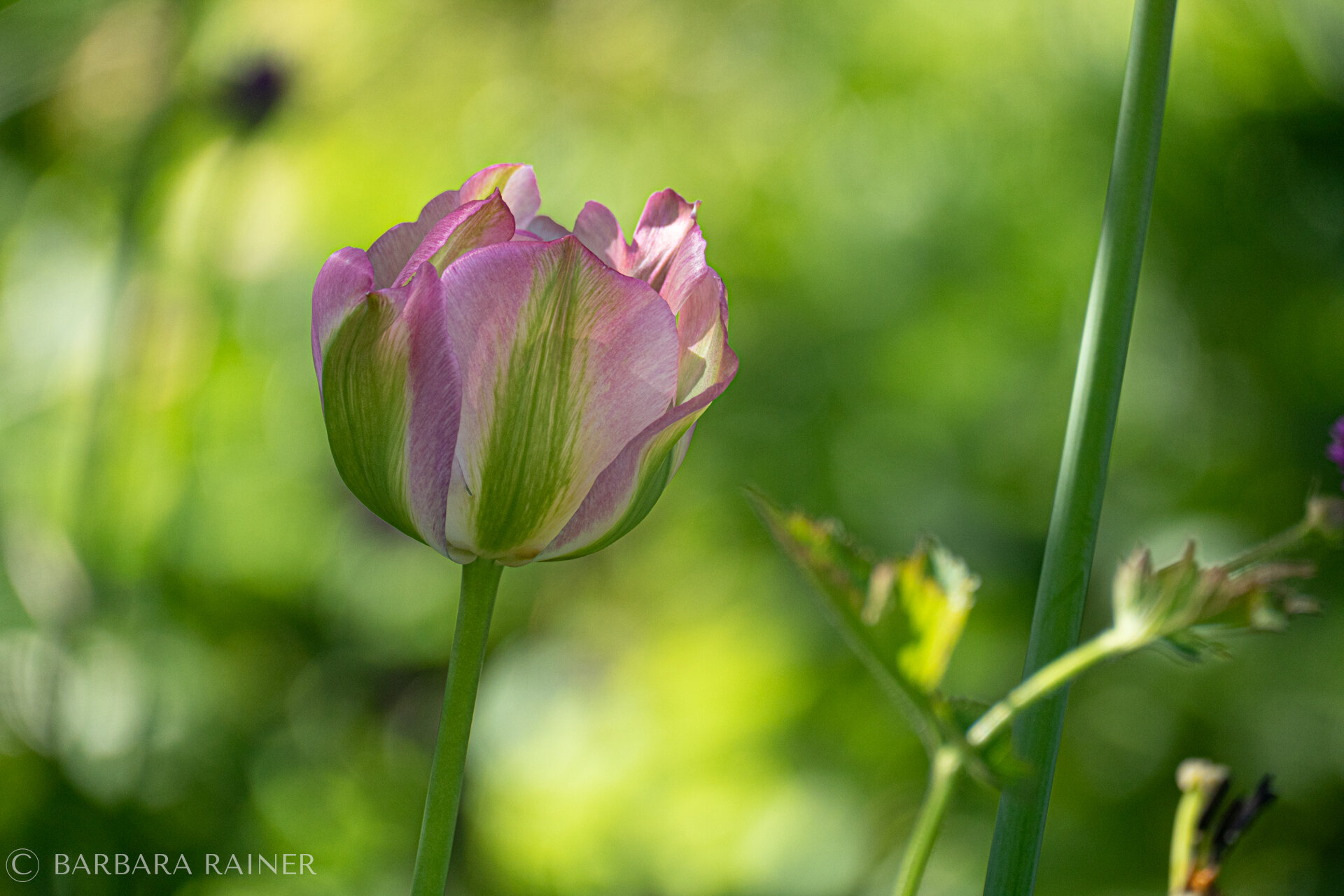 Rosa-grüne Tulpe ‚Greenland‘ im Gegenlicht