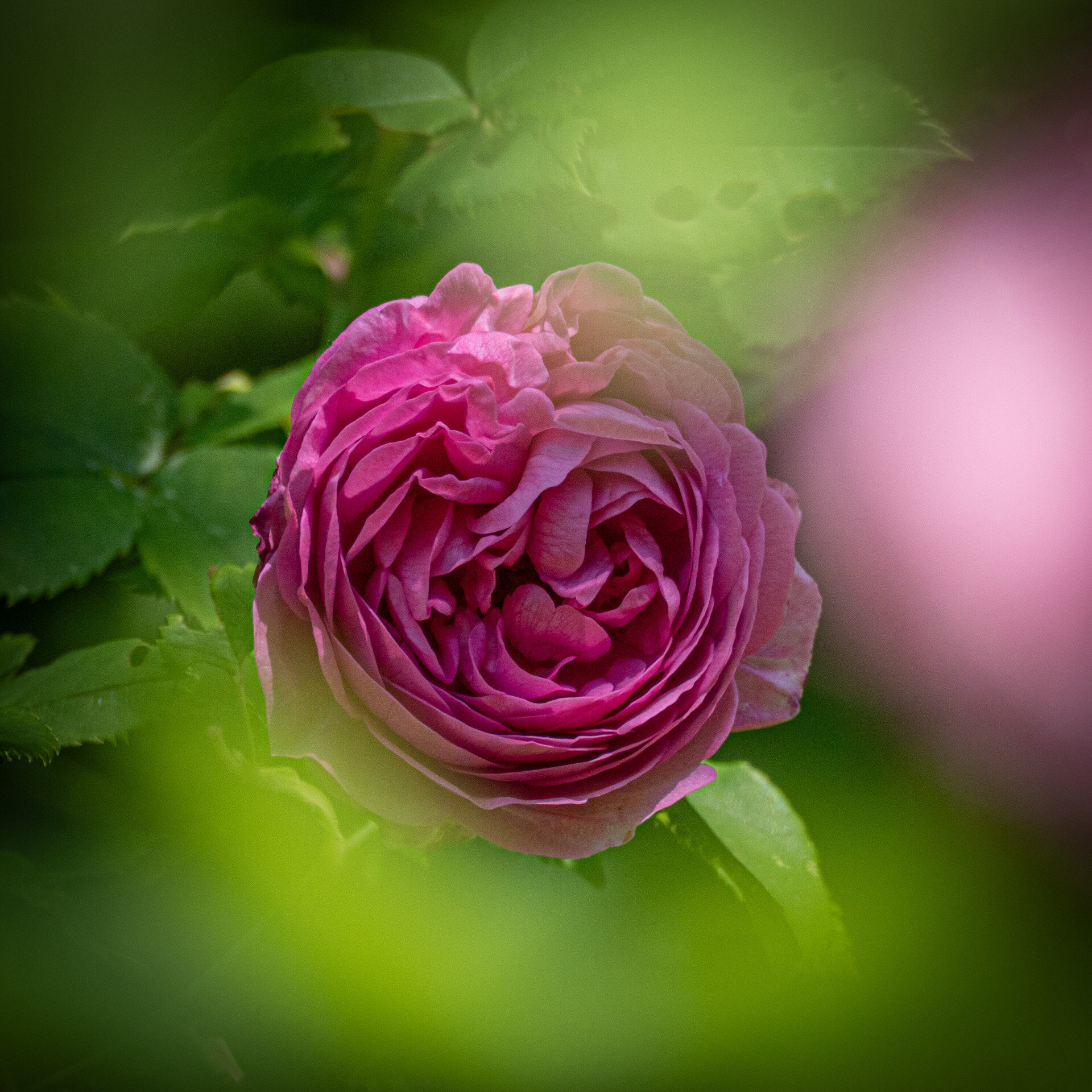 Pinkfarbene gefüllte Rose im weichen Grün