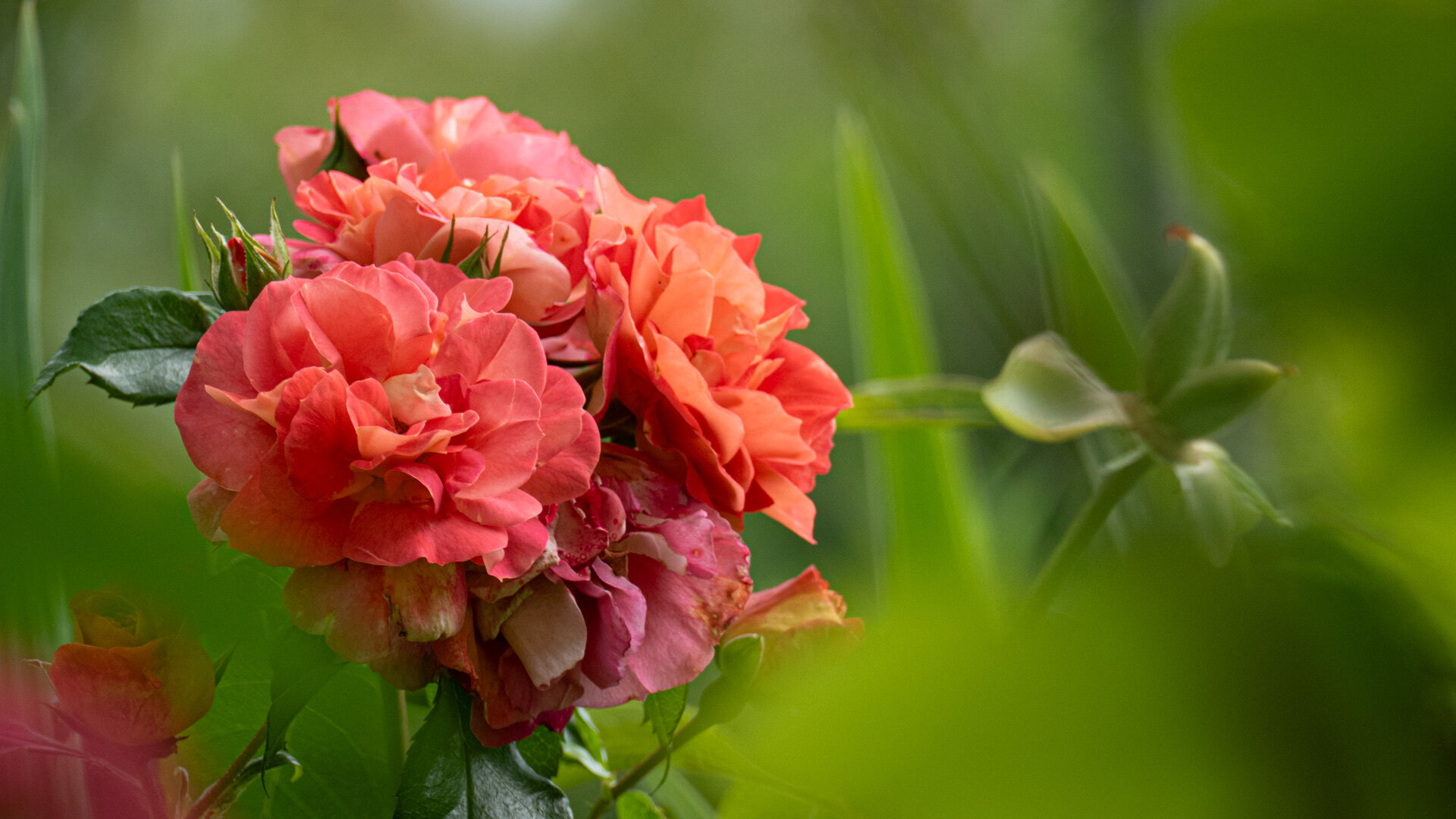 Korallenrote Rosendolde zwischen Gräsern