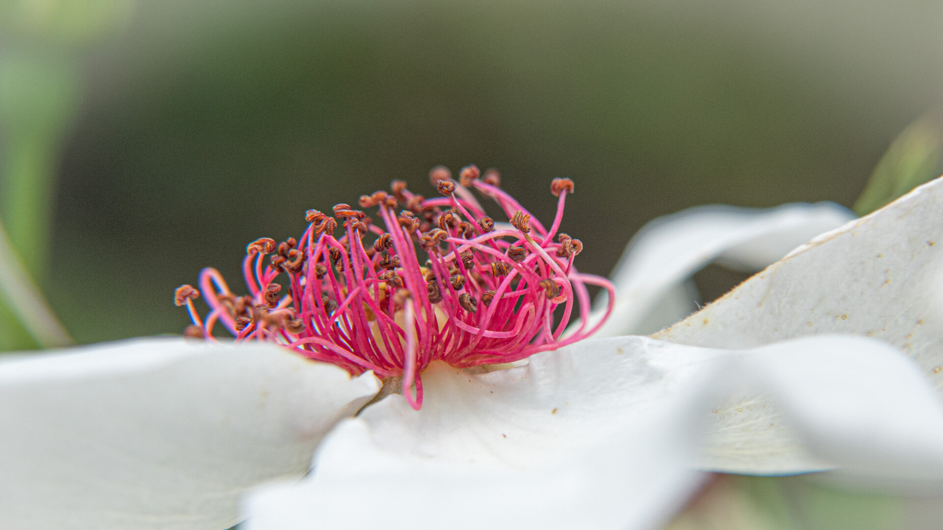 Weiße Rose mit pinkfarbenen Staubgefäßen – Detail