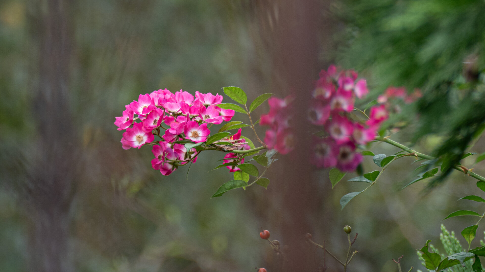 Ramblerrose in pinker Blütenwolke vor Gräsern