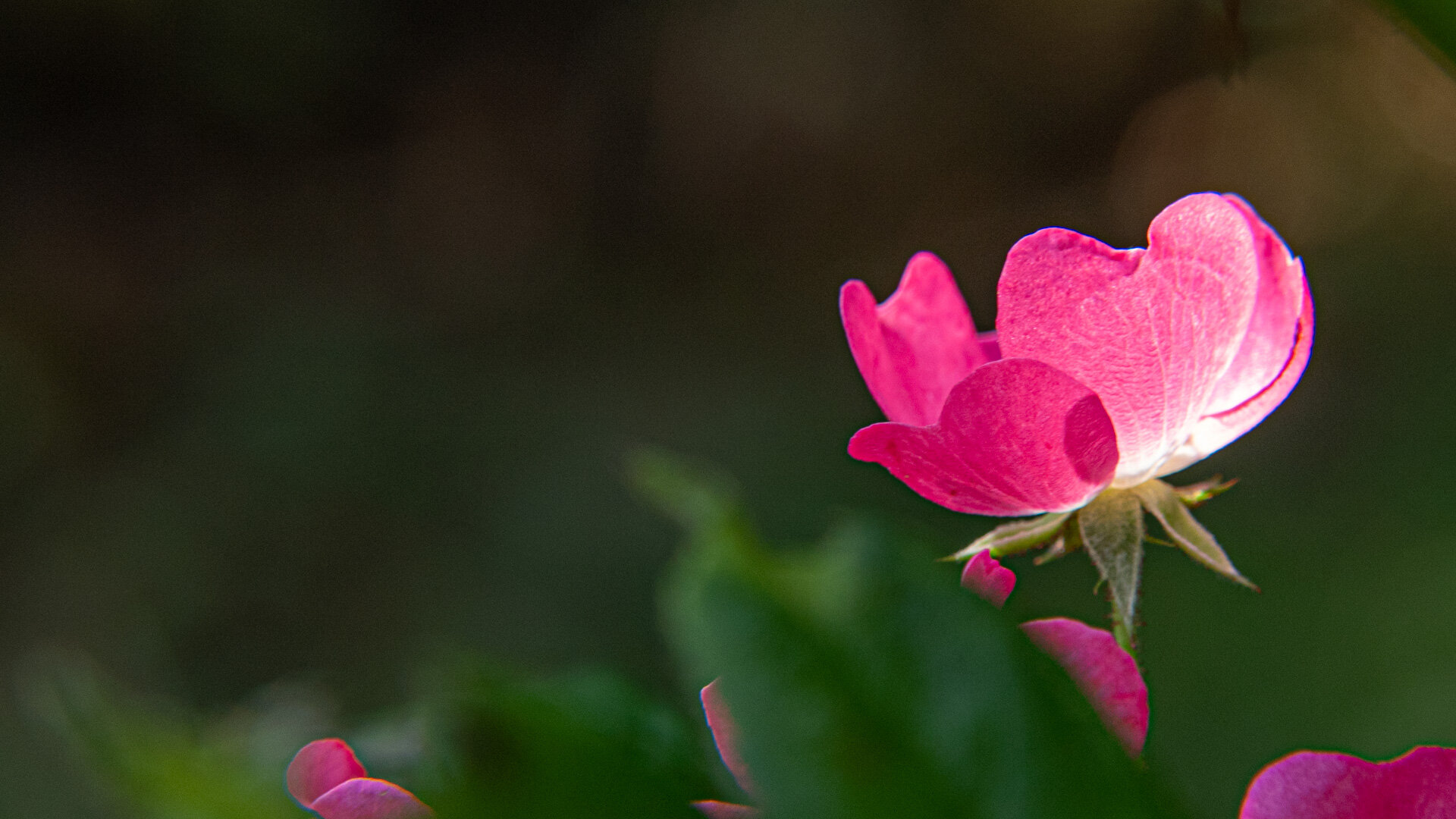 Pinkfarbene Wildrose im Gegenlicht