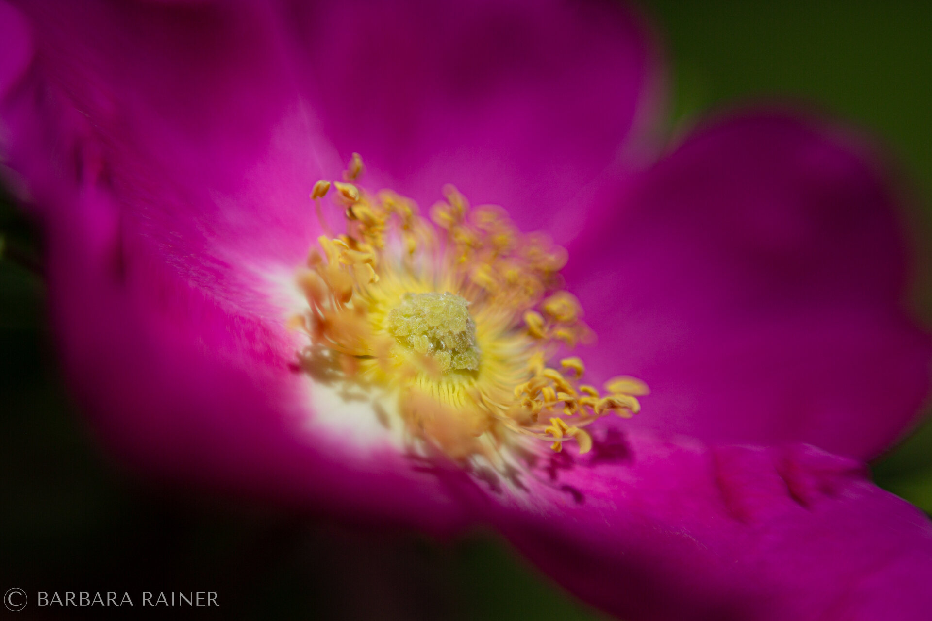 Pinkfarbene Wildrose mit gelbem Blütenzentrum