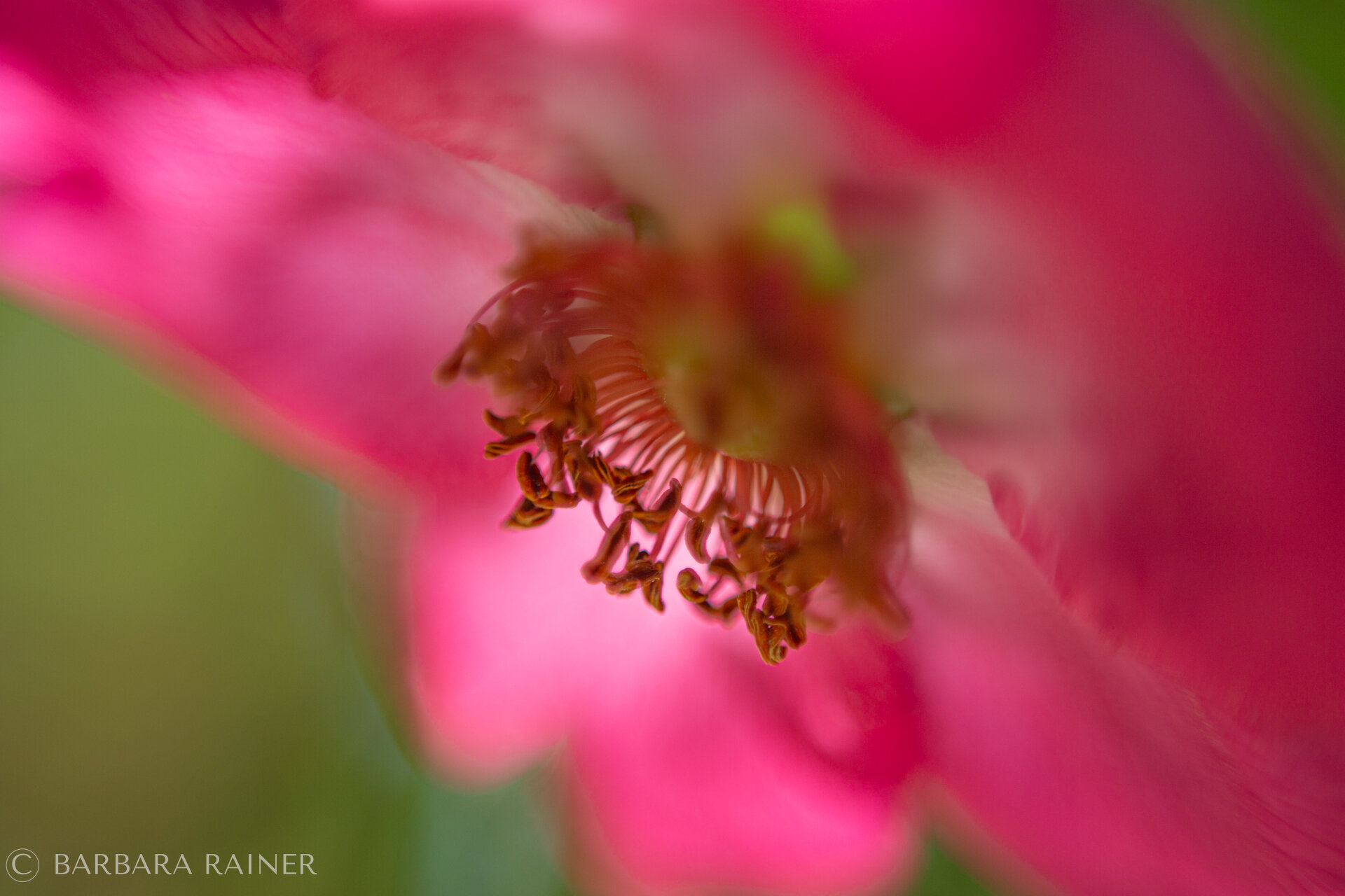 Verblühende Rose mit gekräuselten Staubfäden – Detail