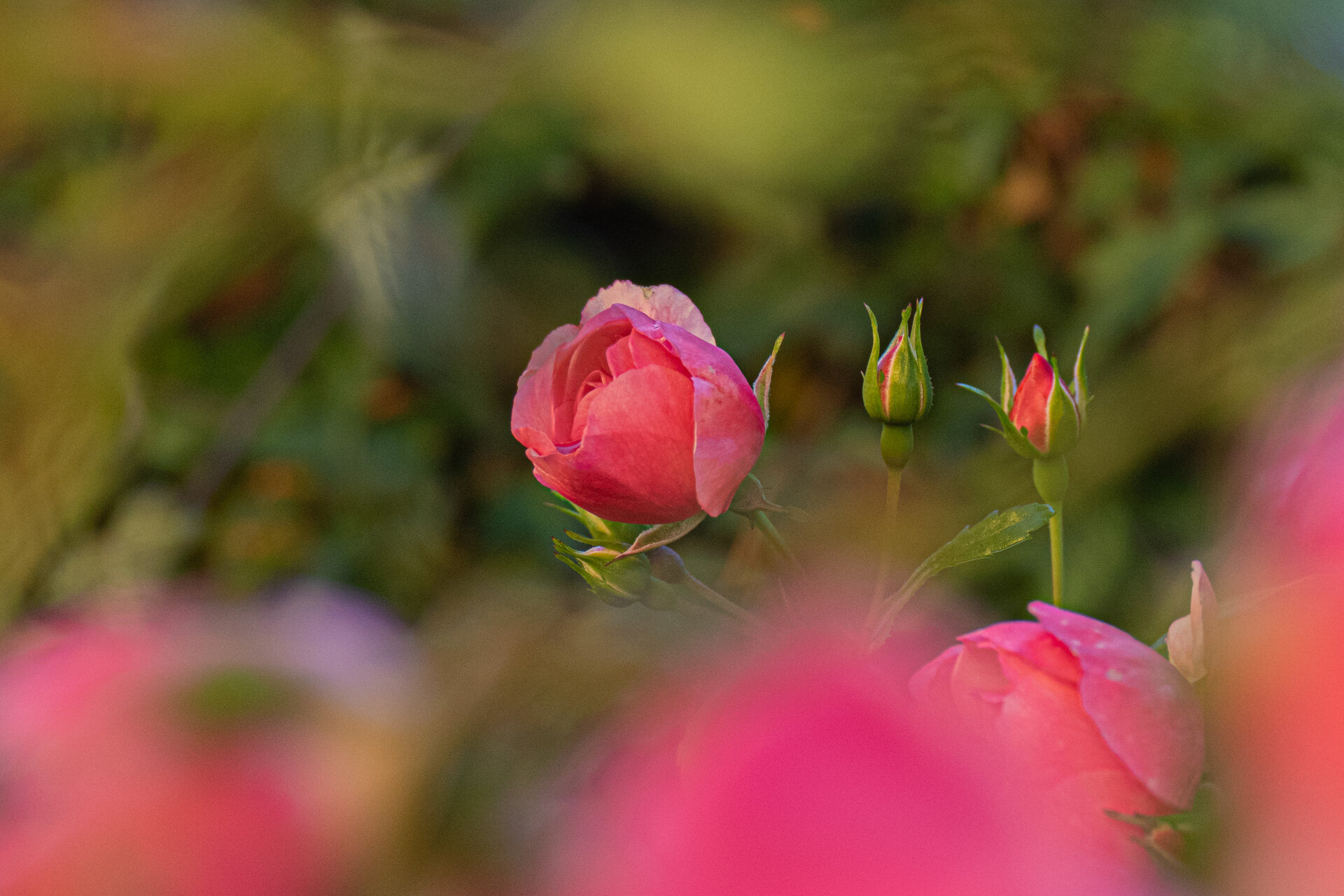Korallenrote Rosenknospe mit Begleitknospen im Abendlicht