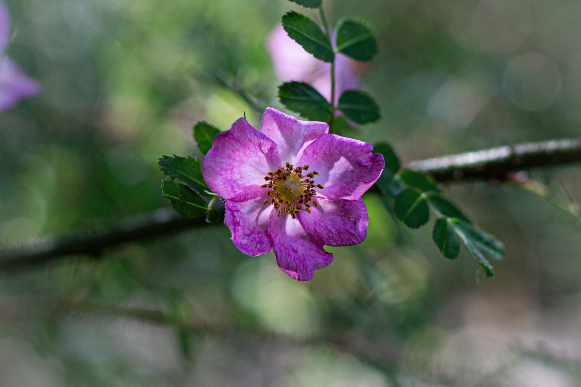 Rosa Wildrose am dornigen Zweig im Gegenlicht