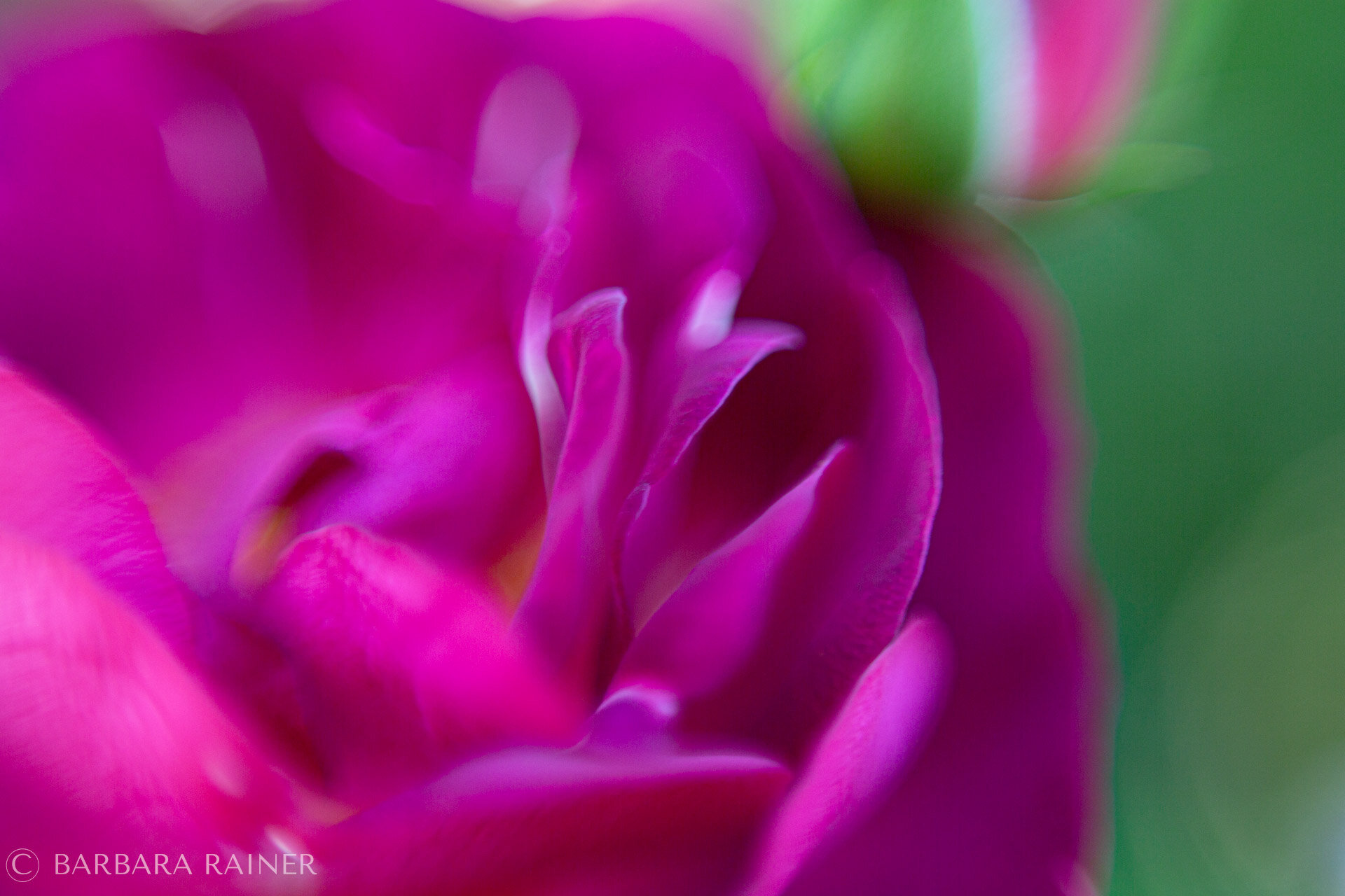 Magentafarbene Rose – Blick ins offene Herz