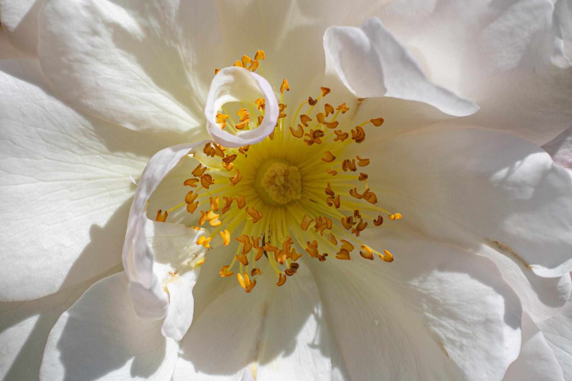 Weiße Rose mit goldgelben Staubgefäßen – Detail
