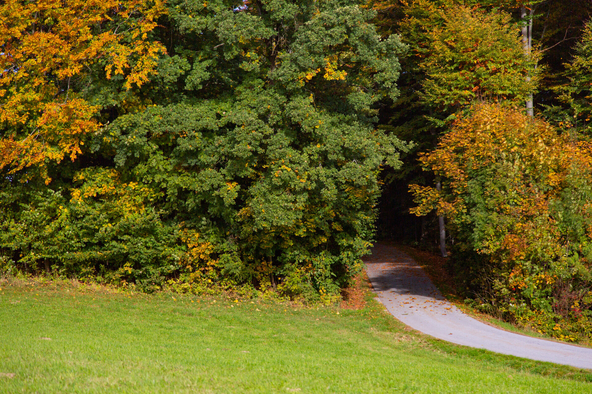Weg im Herbstlicht