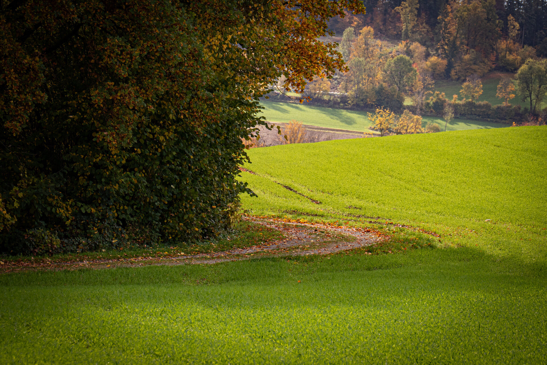Herbstweg am Waldrand, Laub auf Gras