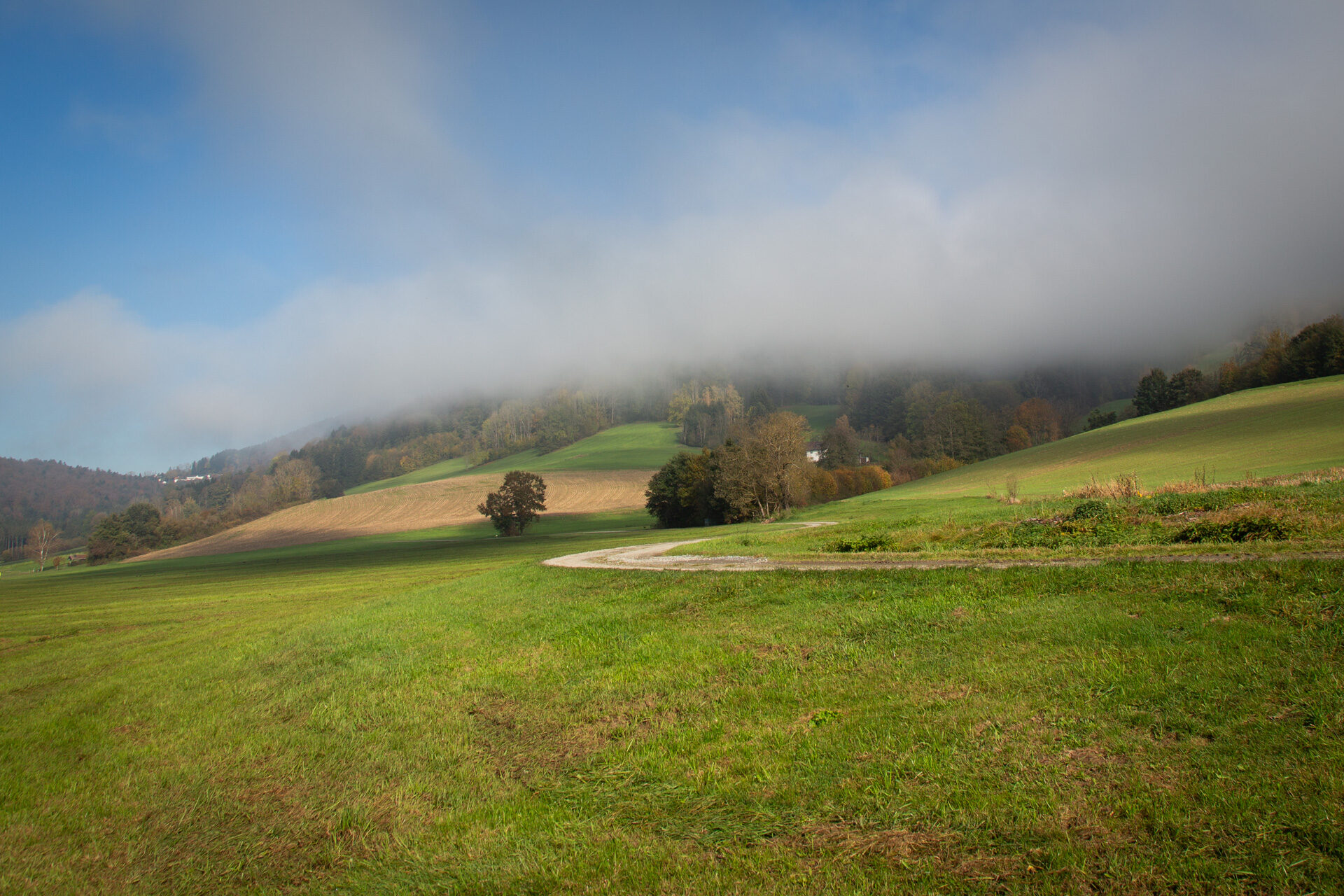 Weg, der aus dem Nebel tritt