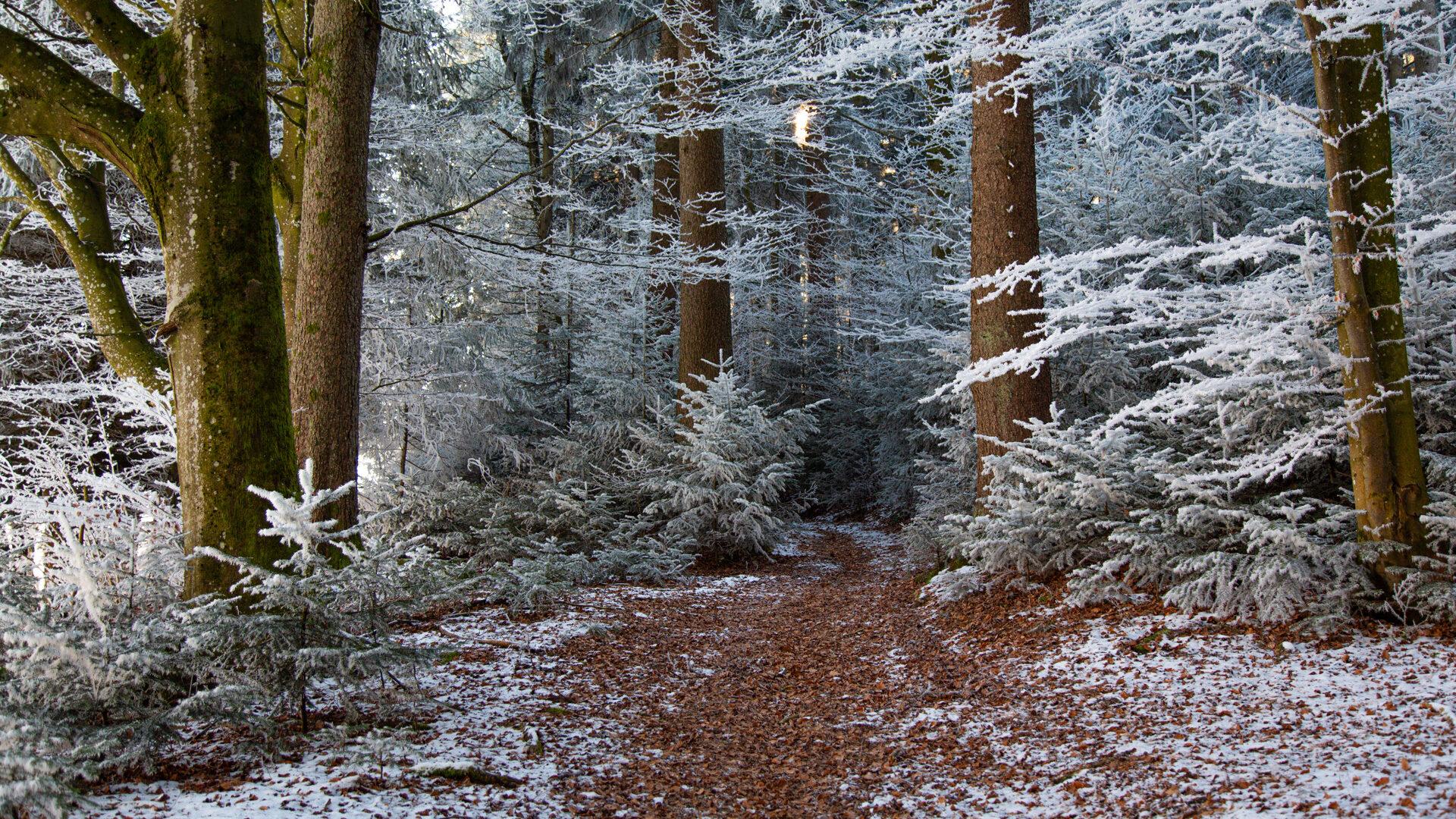 Weg im Winter