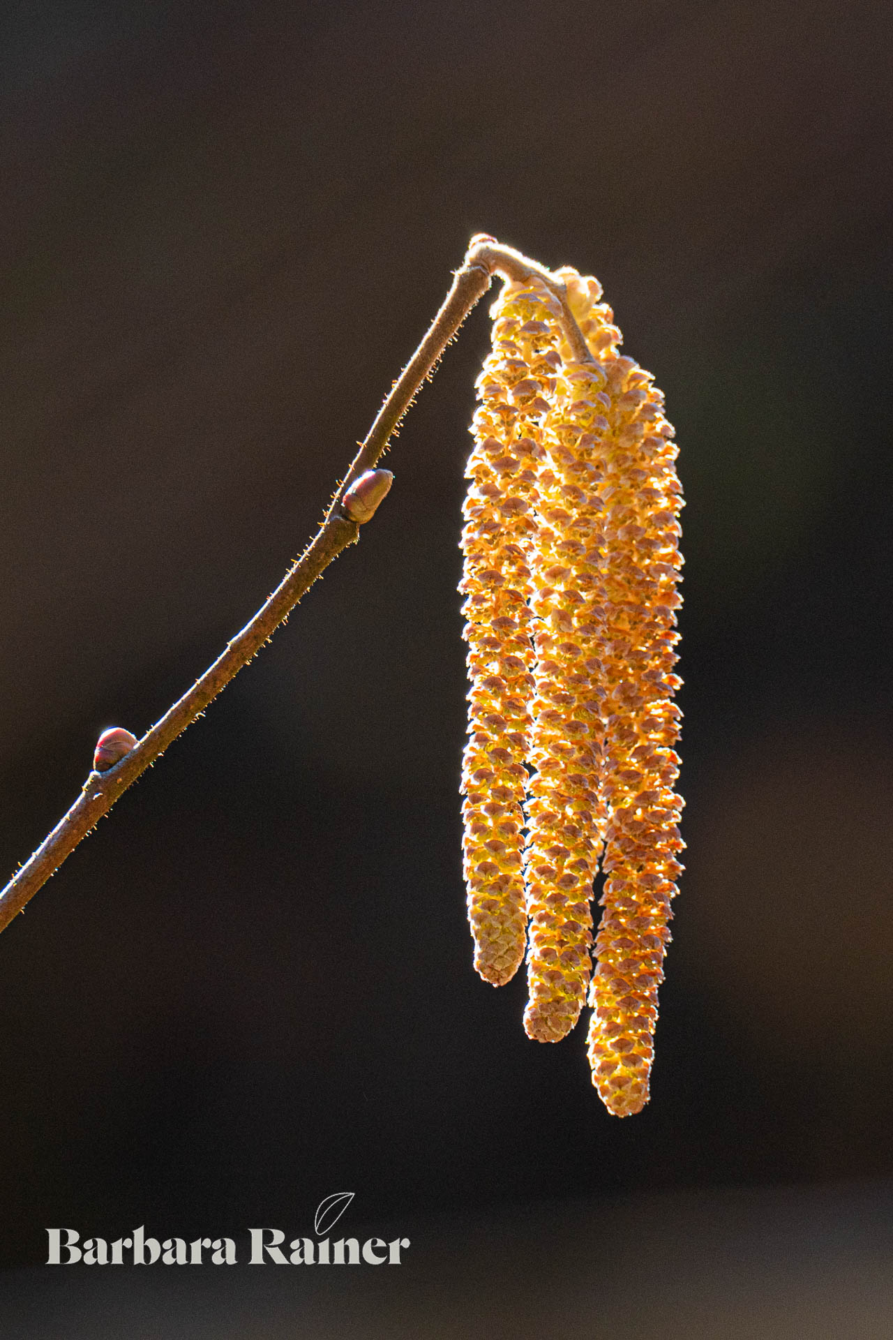Haselnuss-Blüte im Vorfrühling
