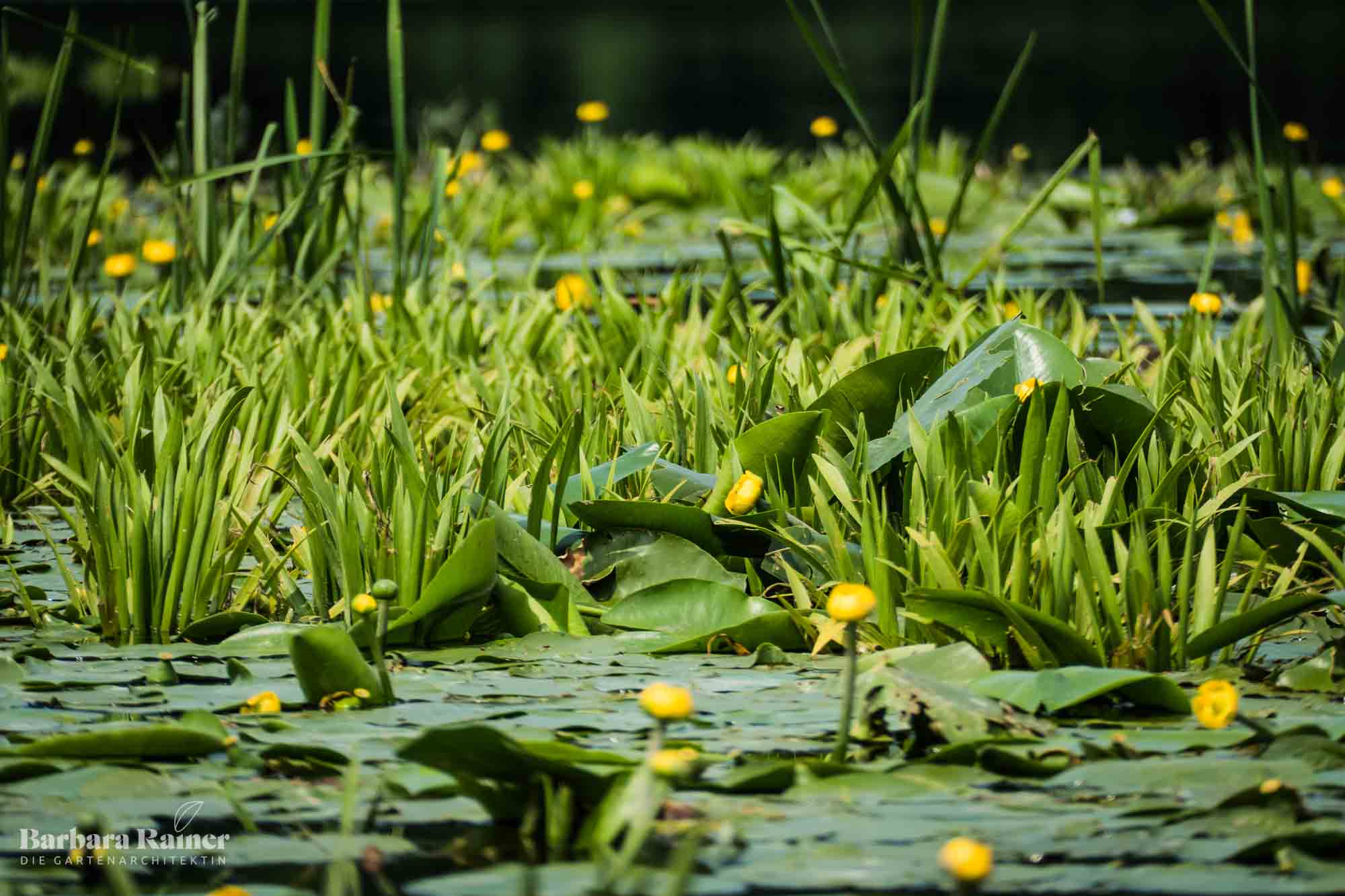 Teichrose in einem verlandenden Gartenteich