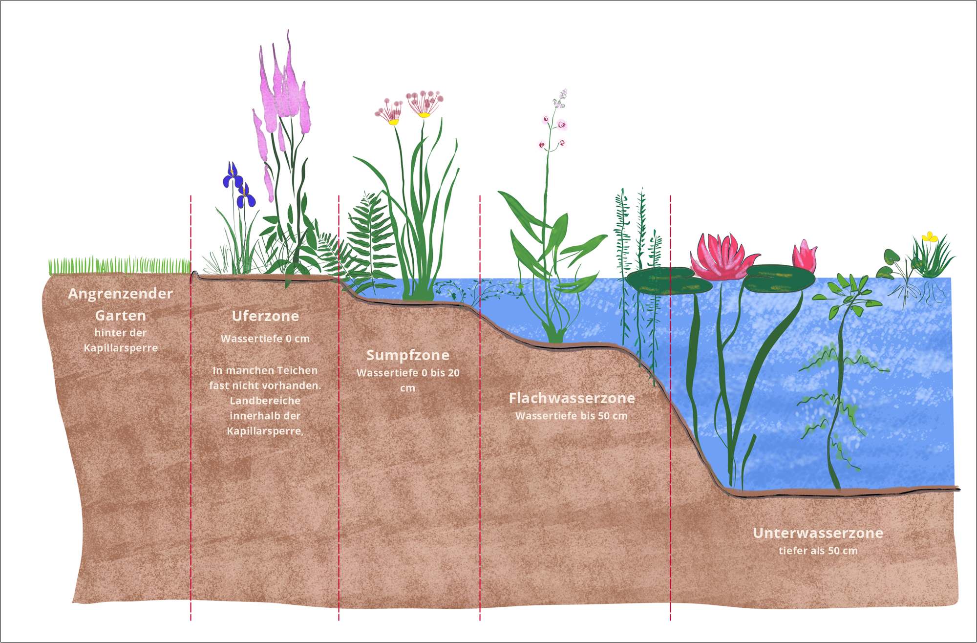 Zeichnung der Wuchzonen im Gartenteich