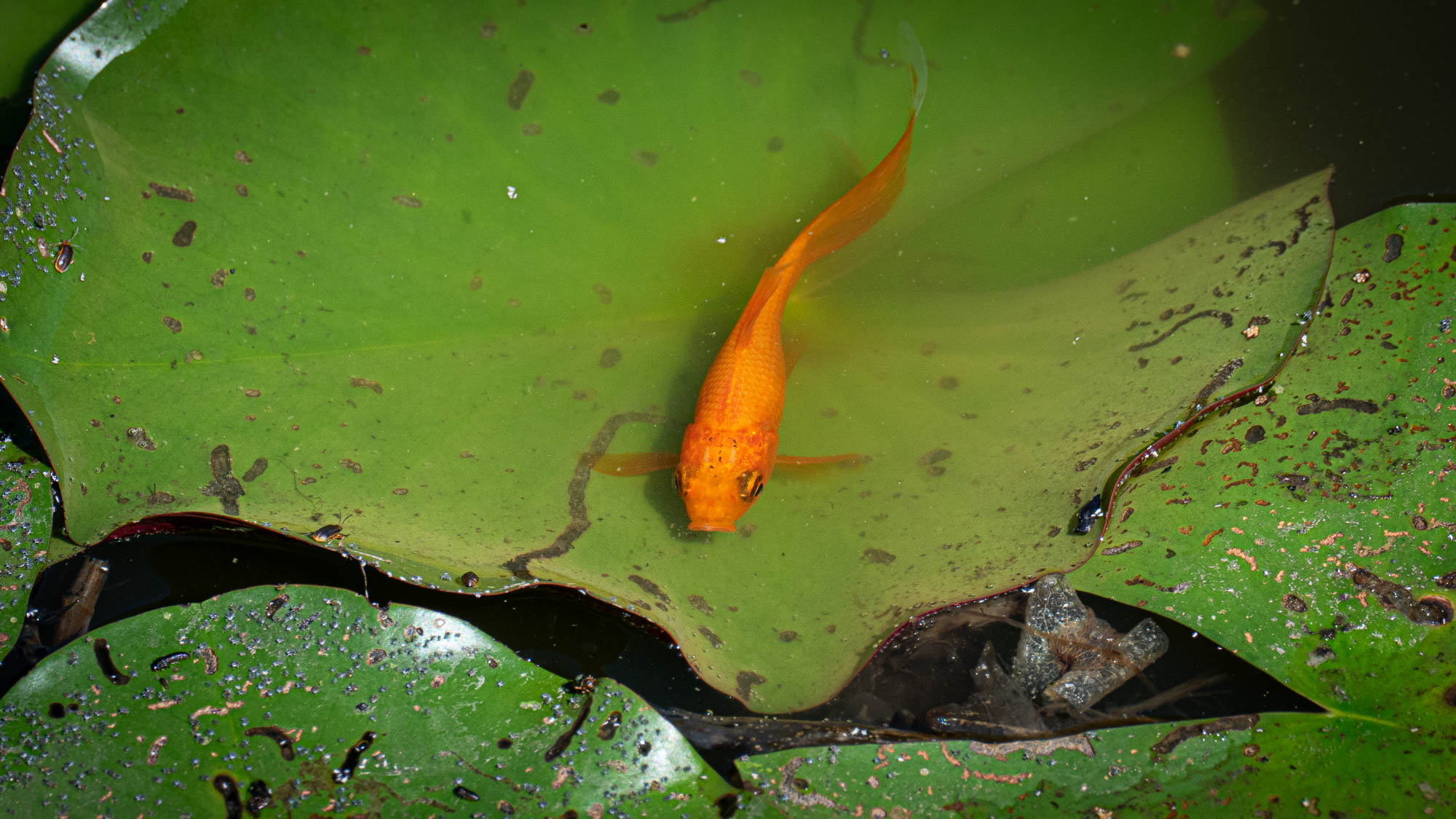 Goldfisch im Gartenteich