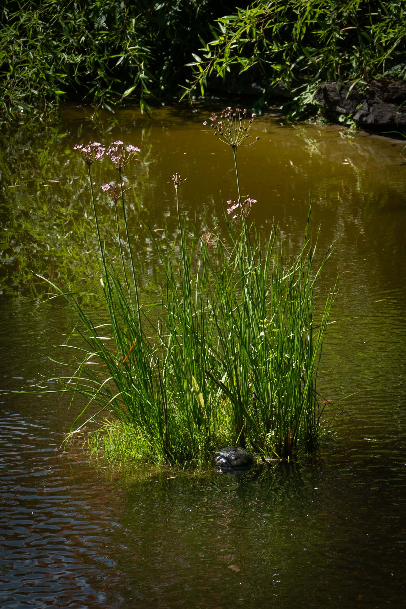 Pflanzkorb mit Schwanenblume im Gartenteich