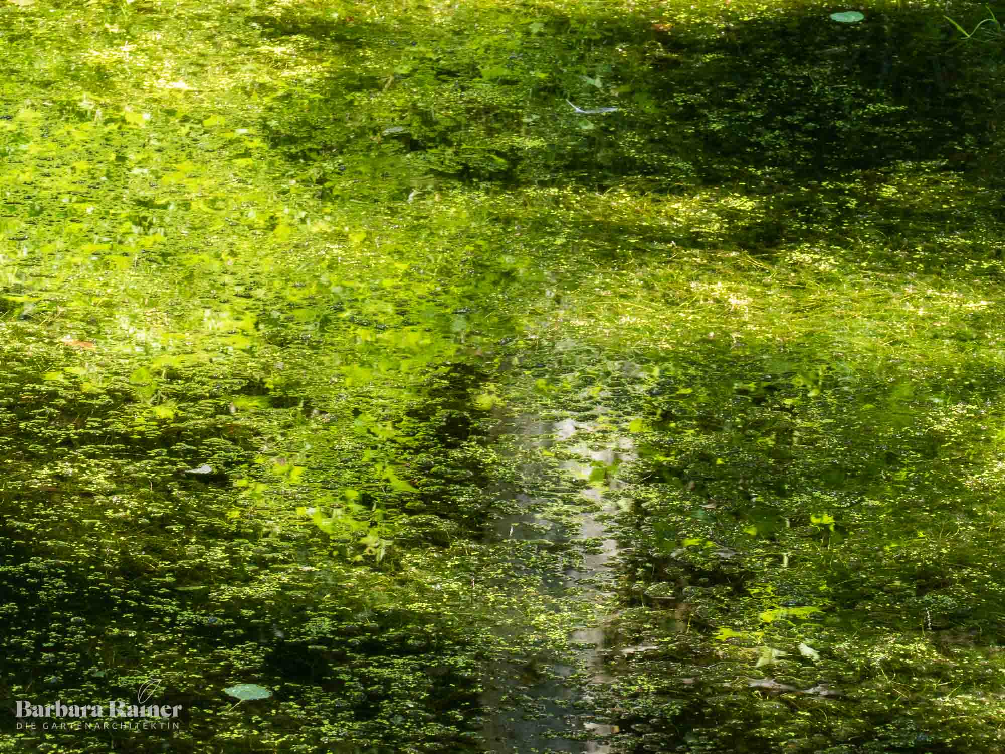 Spiegelungen im Gartenteich