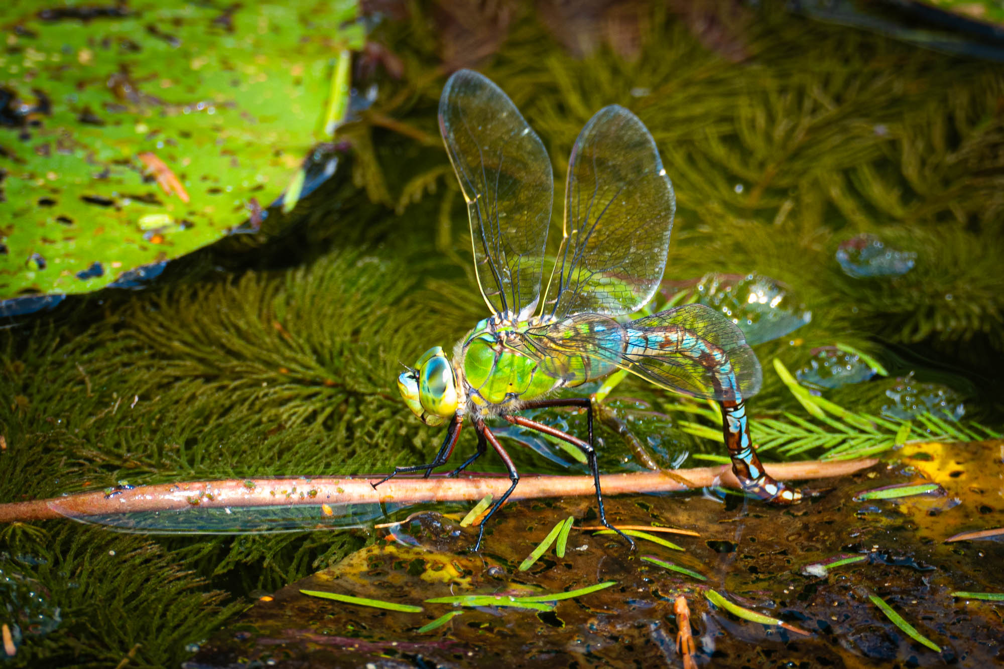 Libelle am Gartenteich