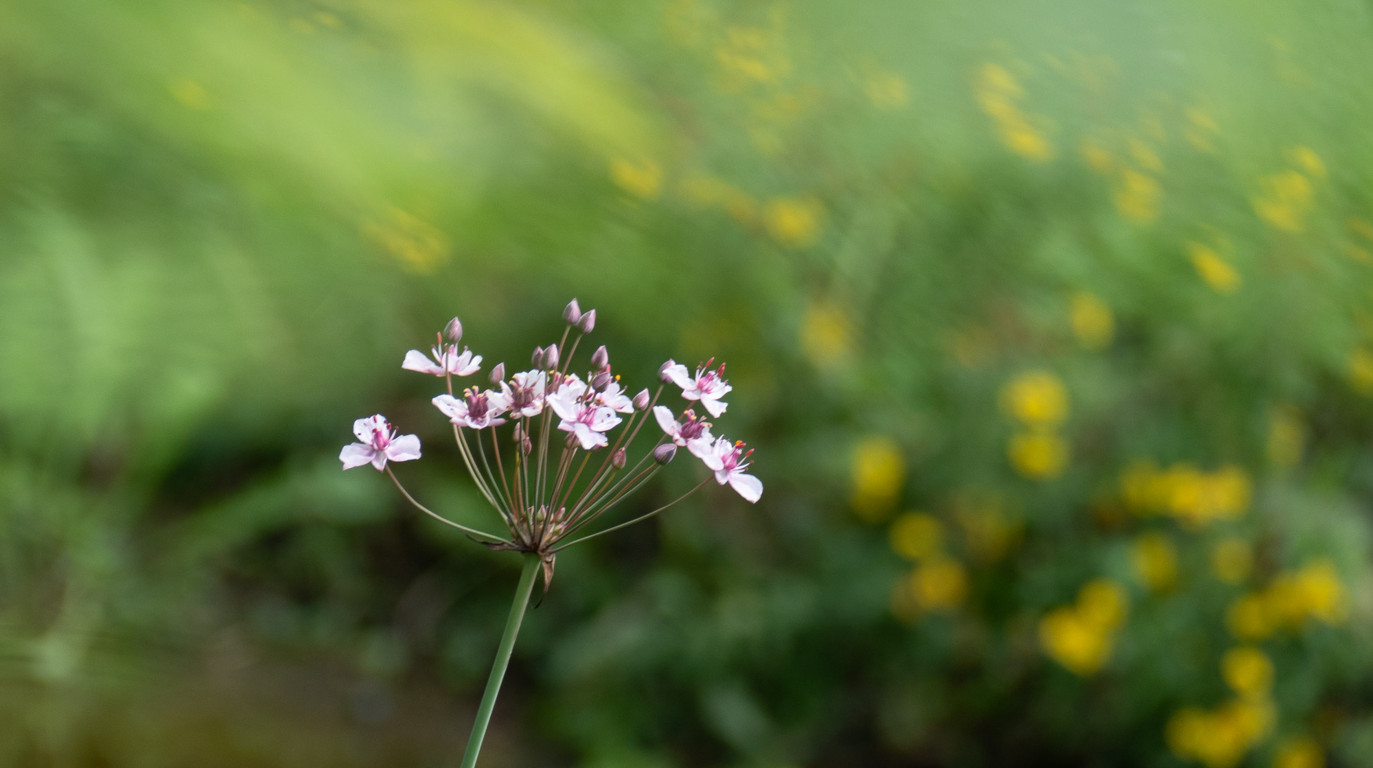 Schwanenblume, Butomus umbellatus