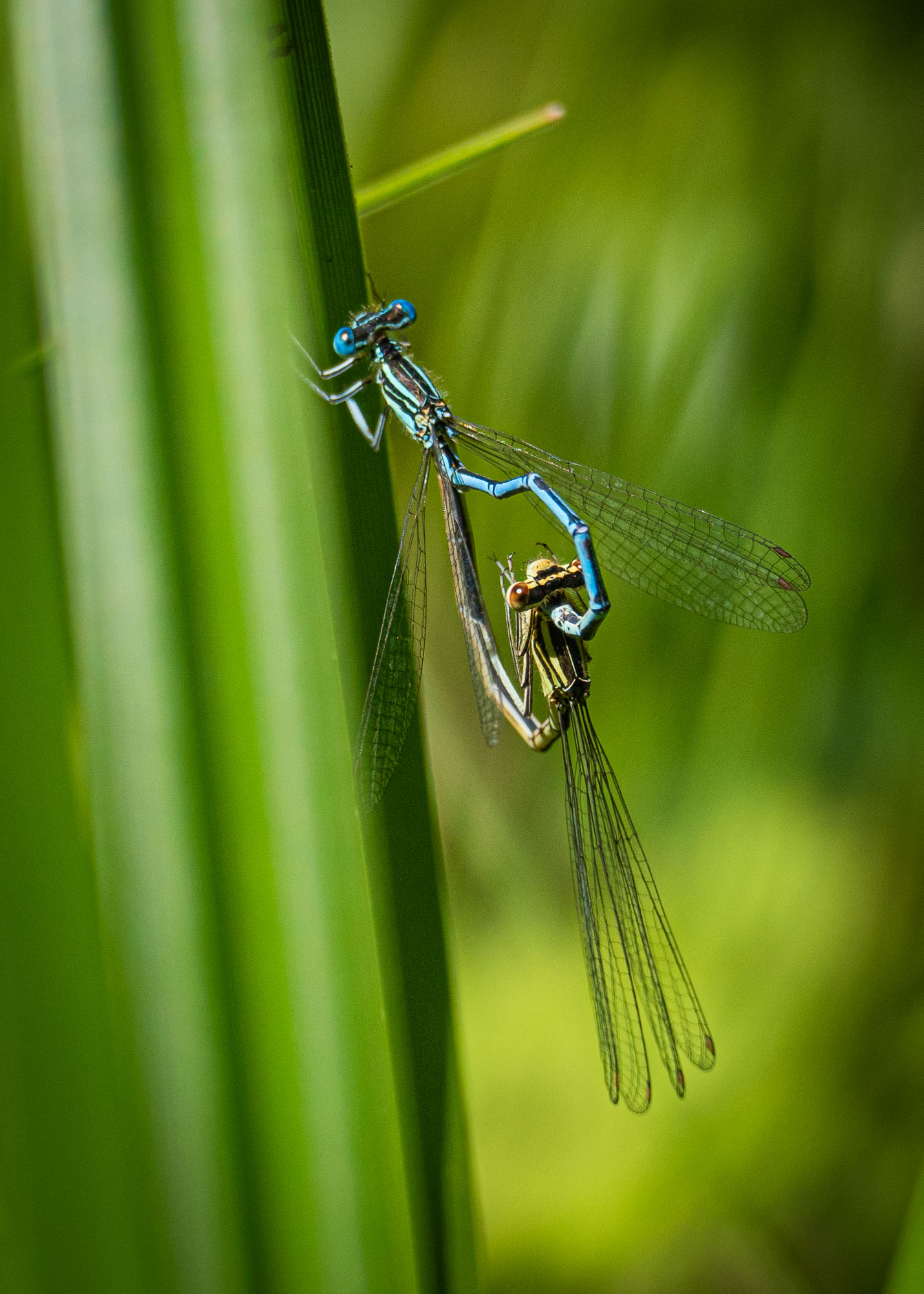 Libellen am Gartenteich